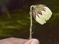 Indian Drooping-Daisy